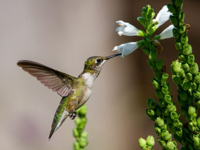 brown and white humming bird flying