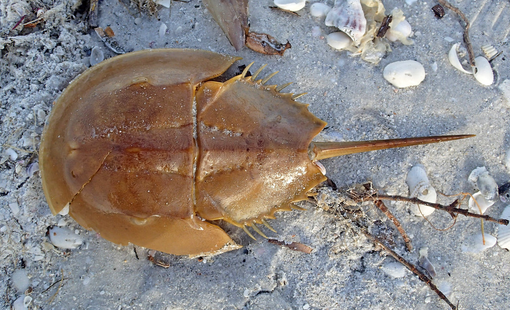 Limulus polyphemus (Atlantic horseshoe crab) (Sanibel Island, Florida, USA) 1 - NeposlušnéTlapky