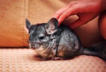 A Person Petting a Long-Tailed Chinchilla