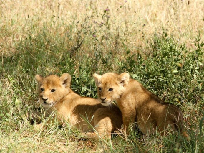 two brown lion cubs on grasses