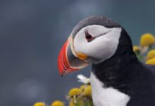 puffin, bird, animal
