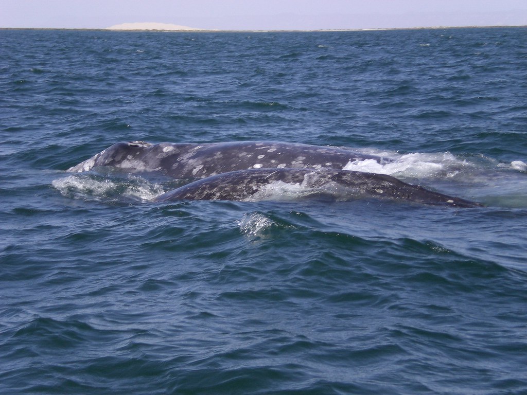 grey whales in san ignacio lagoon - baja california - NeposlušnéTlapky
