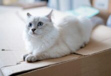 white cat on brown cardboard box