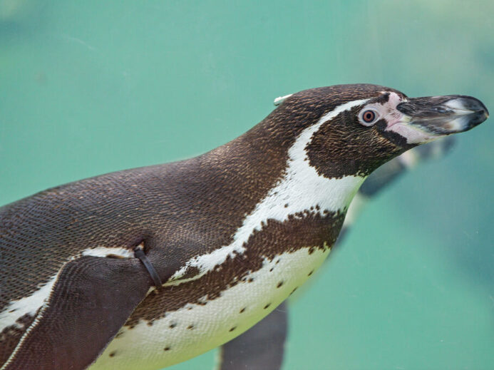 Tučňák Karlík z pražské ZOO už má úctyhodných 30 let
