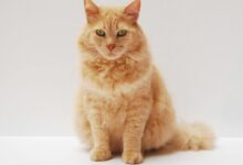 Orange Cat Sitting on White Surface