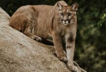 cougar on brown rock formation