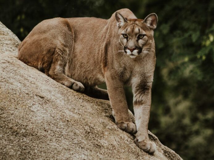 cougar on brown rock formation