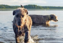 a dog jumping out of water with a dolphin in its mouth