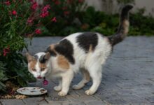 Photo of a Domestic Cat Near Red Flowers