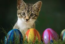 cat, easter eggs, meadow