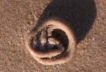 geograph.org.uk