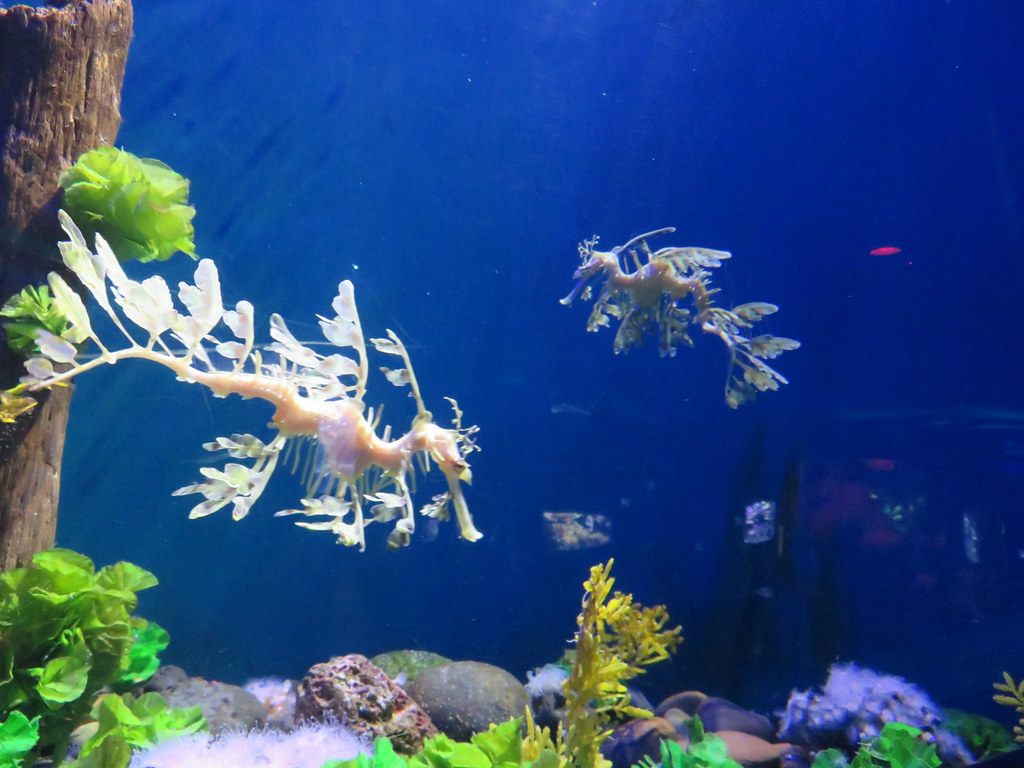 phycodurus eques leafy seadragon 05 - NeposlušnéTlapky