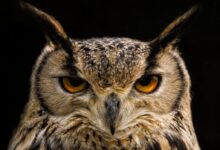 owl, eagle owl, eurasian eagle owl