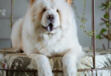 A Close-Up Shot of a Chow Chow