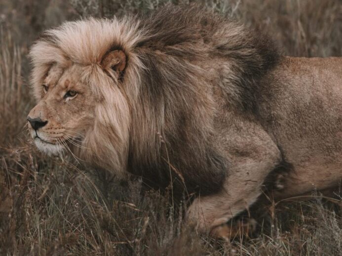 A Lion Walking on a Grassy Field