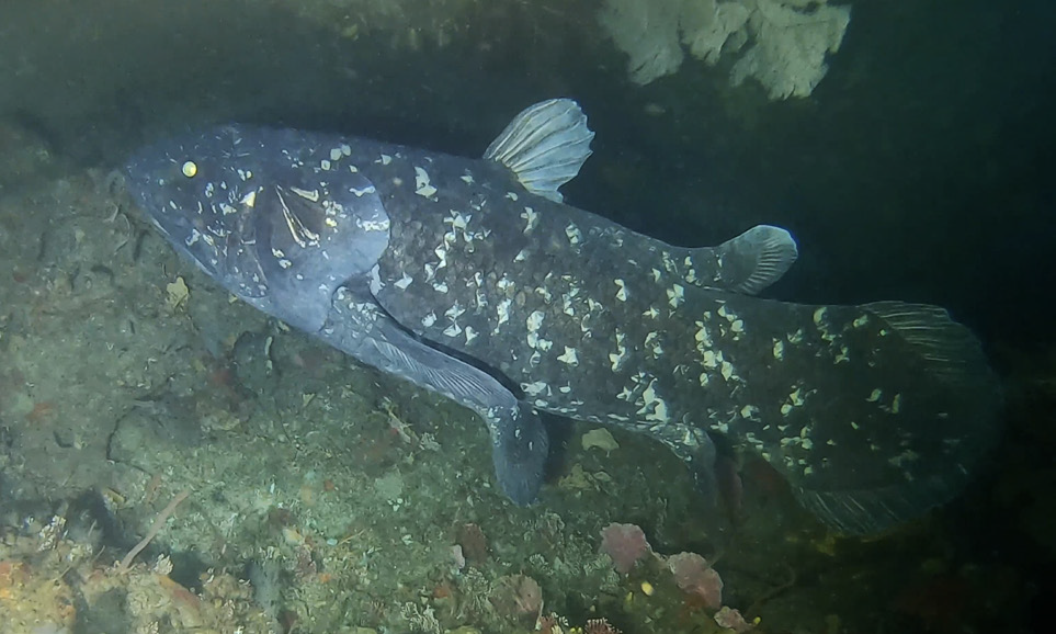 Coelacanth off Pumula on the KwaZulu-Natal South Coast, South Africa, on 22 November 2019 - NeposlušnéTlapky