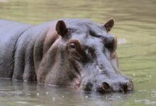 Close-Up Photo of a Large Hippopotamus