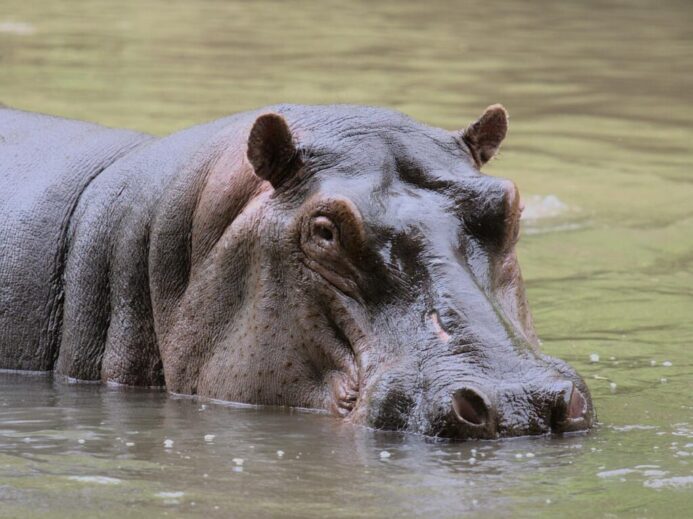 Close-Up Photo of a Large Hippopotamus