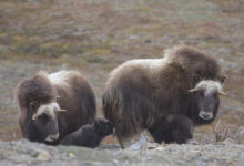 Musk Ox (Ovibos moschatus)