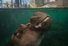 a seal in the water