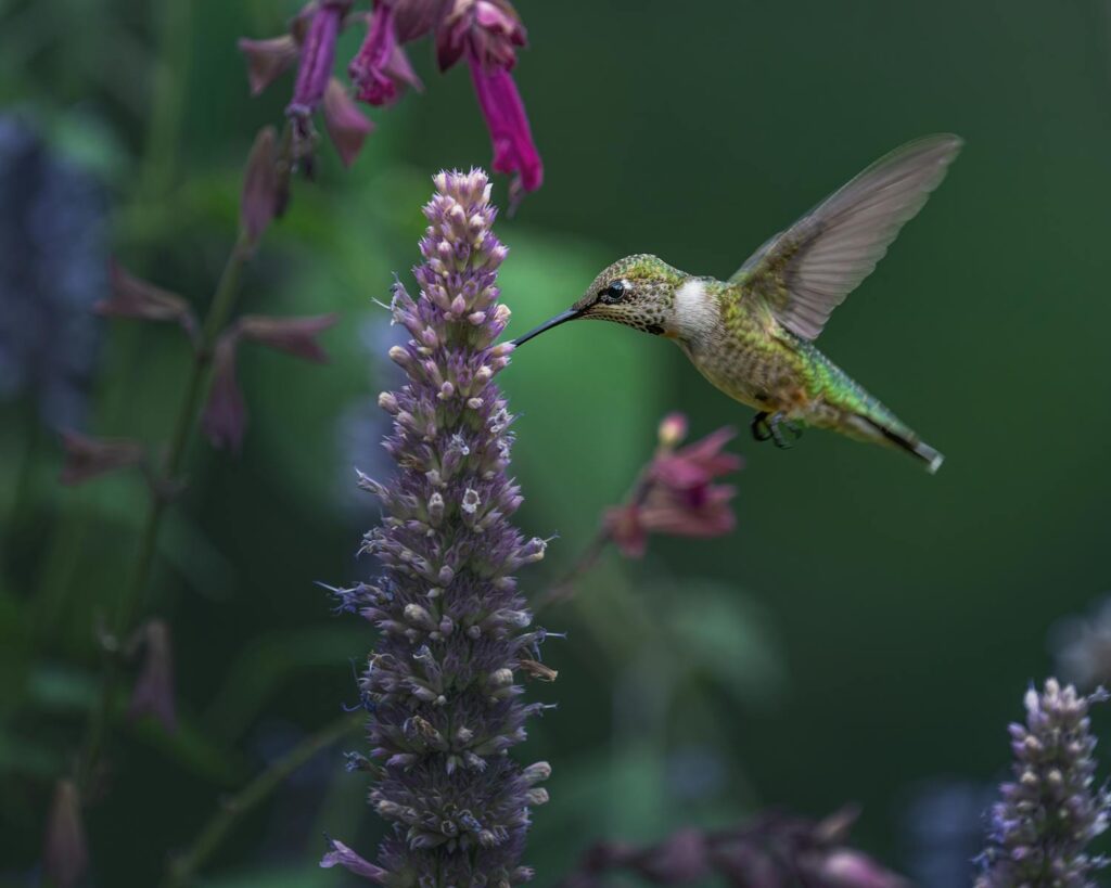 kolibrik let - NeposlušnéTlapky A Beautiful Sheartail Flying towards a Purple Flower