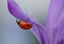 ladybird