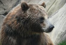 a close up of a bear near a rock wall