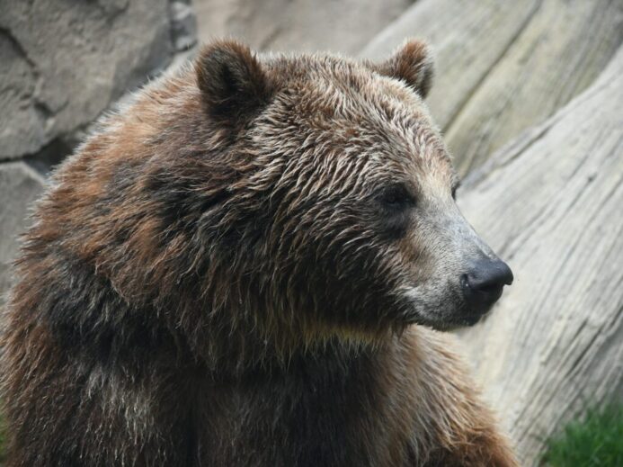 a close up of a bear near a rock wall