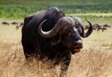 black water buffalo on brown grass field