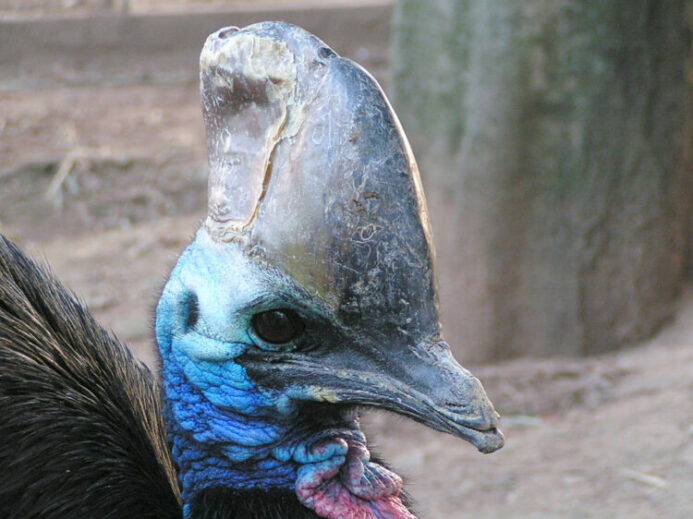 zdroj