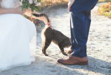 silver tabby cat near human's feet