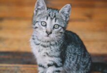 silver tabby cat on brown wooden floor