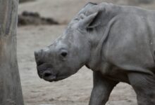 a rhino standing next to a tree in a dirt field