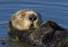 File:S. Sea Otter (Enhydra lutris) (15800171602).jpg