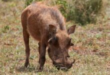 a small brown animal standing on top of a grass covered field