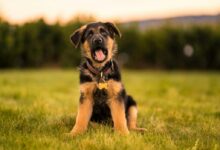 black and tan short coat medium dog running on green grass field during daytime