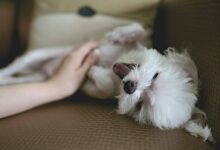 white puppy on brown couch