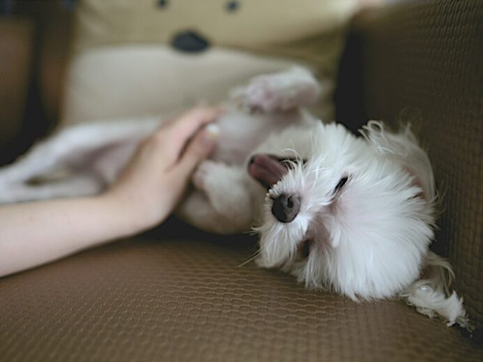 white puppy on brown couch