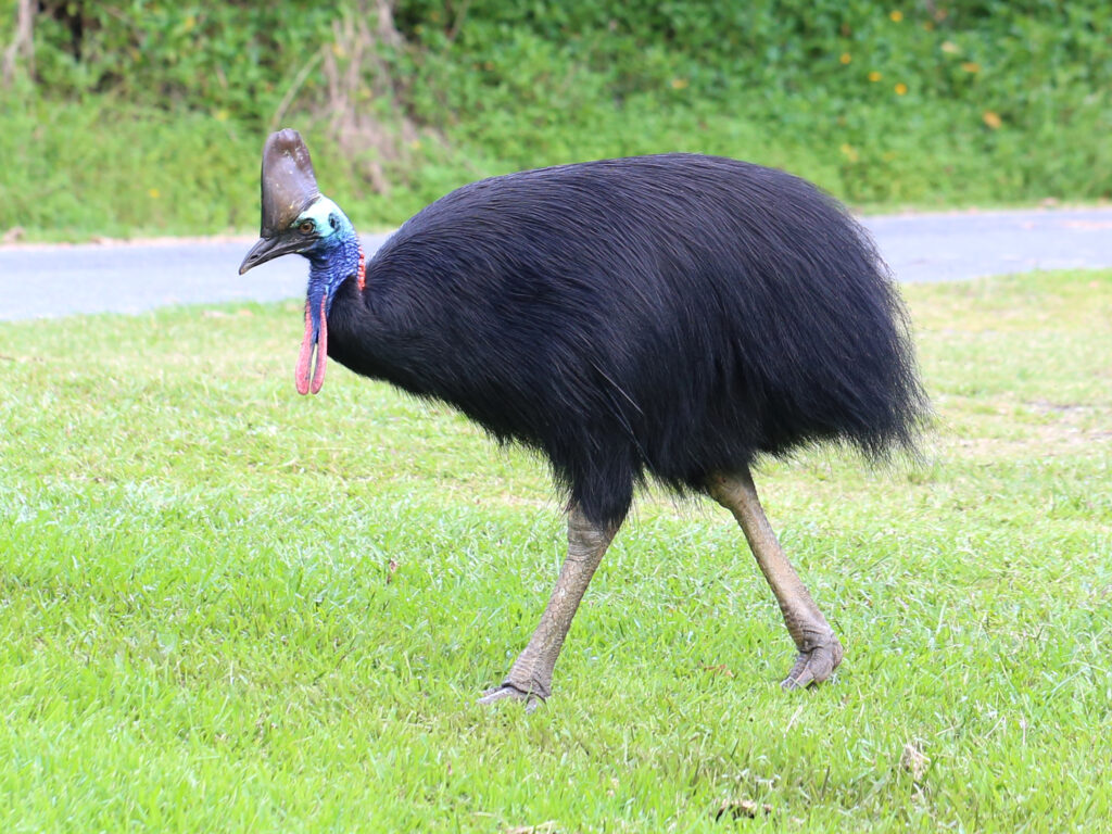 File:Southern Cassowary 7071.jpg - NeposlušnéTlapky