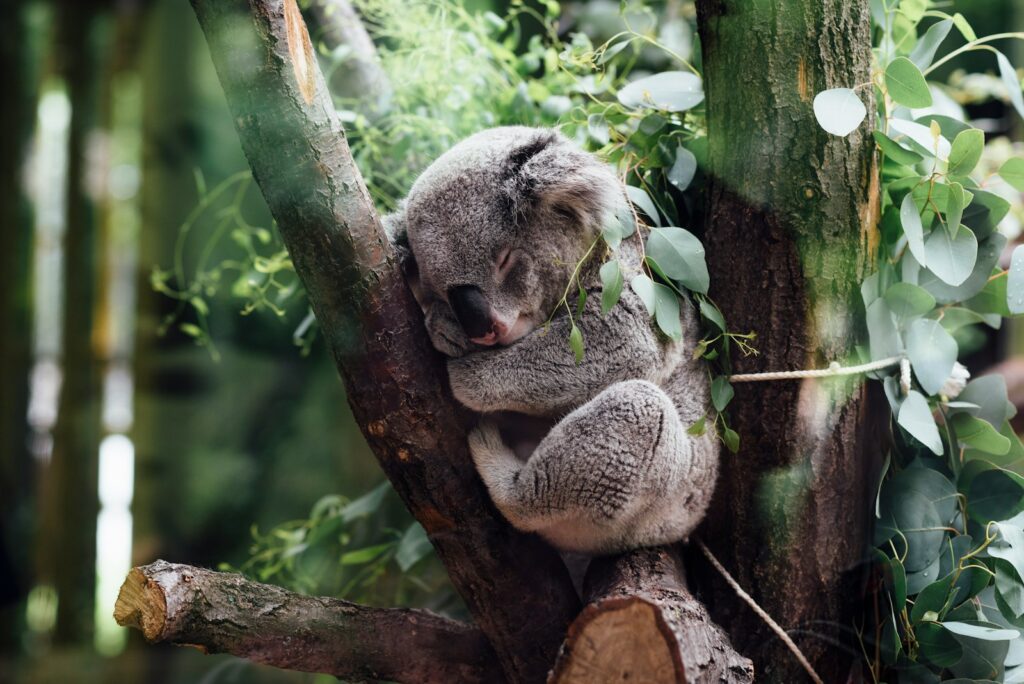 - NeposlušnéTlapky koala sleeping on tree branch