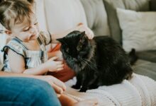 woman in blue denim jeans sitting on white sofa beside black cat