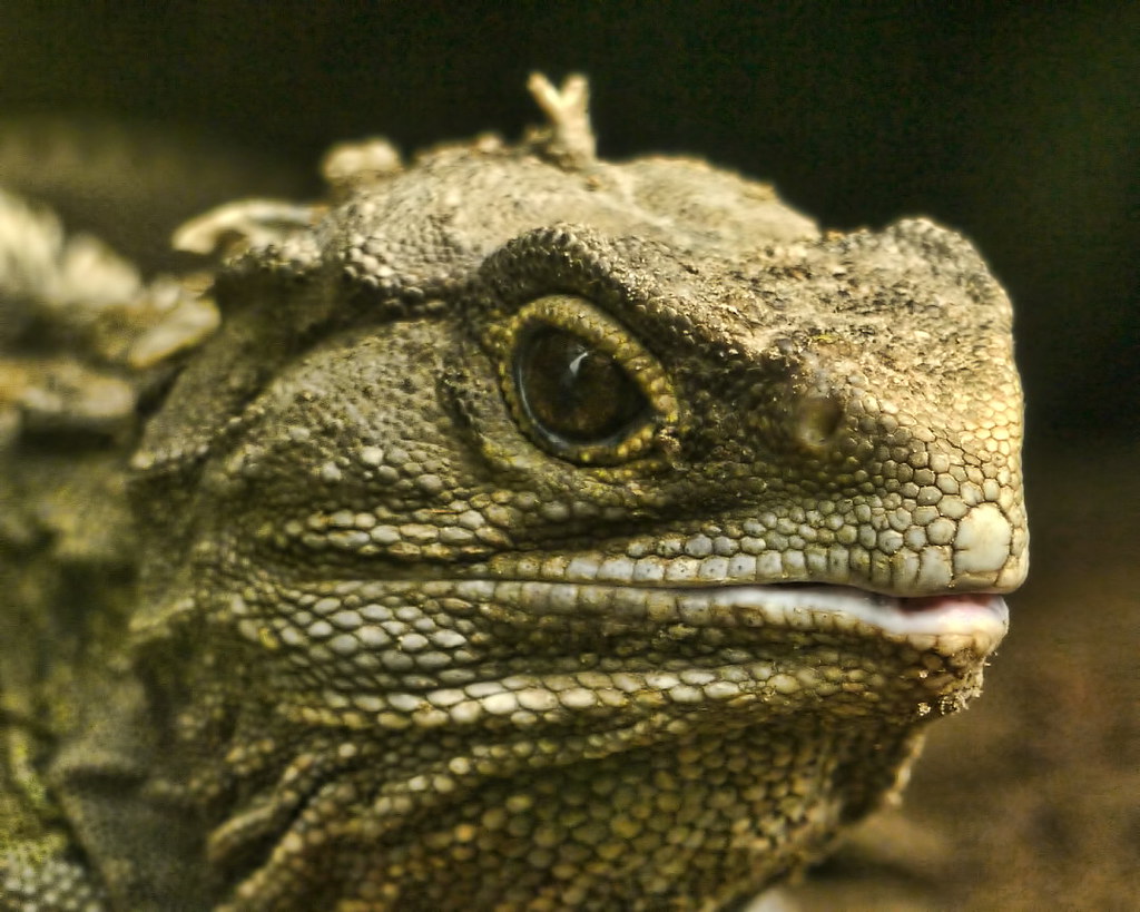 Tuatara - NeposlušnéTlapky