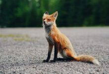 brown and white fox