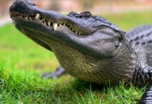 crocodile on green grass during daytime