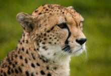 a close up of a cheetah's face with grass in the background