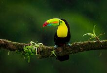 black yellow and red bird on brown tree branch