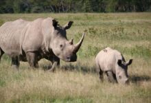 brown rhinoceros on green grass field during daytime