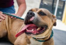 brown and white short coated dog with blue collar