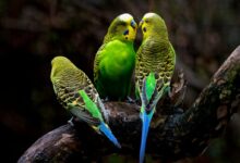 three green budgerigars perching on tree branch