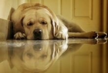 a dog laying on the floor next to a door